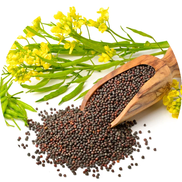 Mustard Seeds